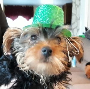 Meet your Posher, Jon